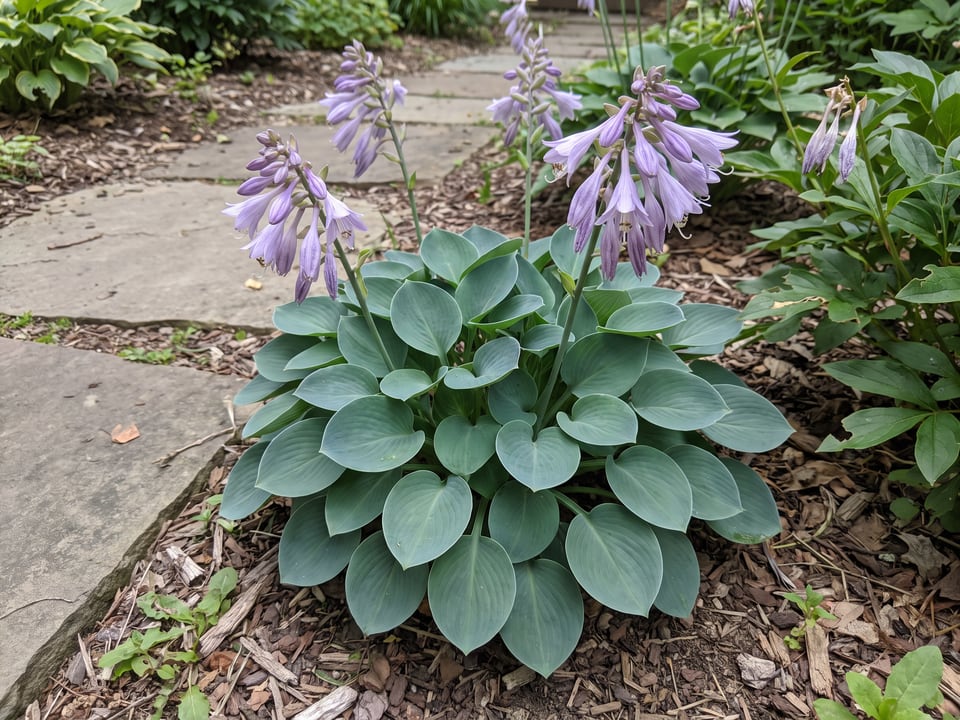 A Blue Mouse Ears hosta clump growing in a shade garden