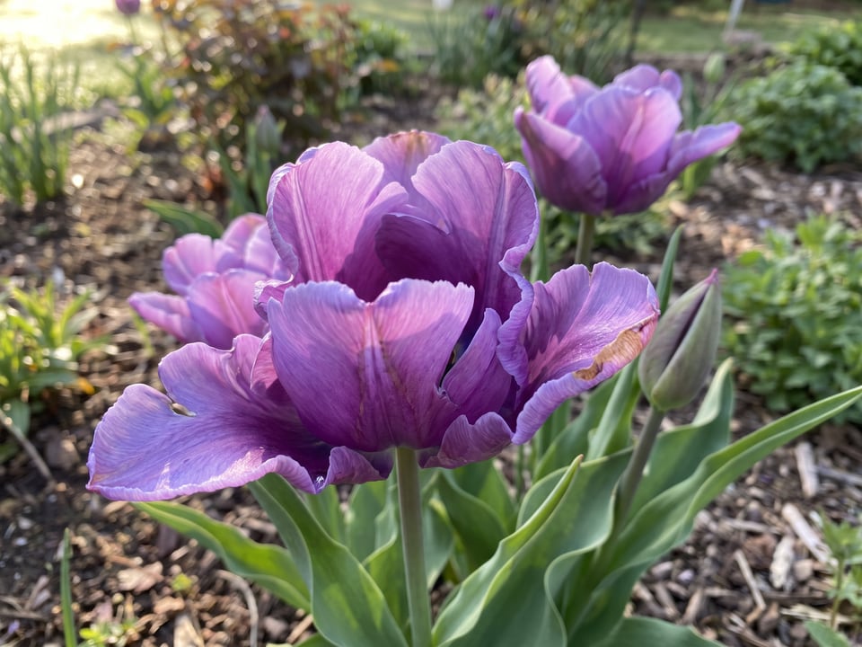 A Blue Parrot tulip flower up close on the plant