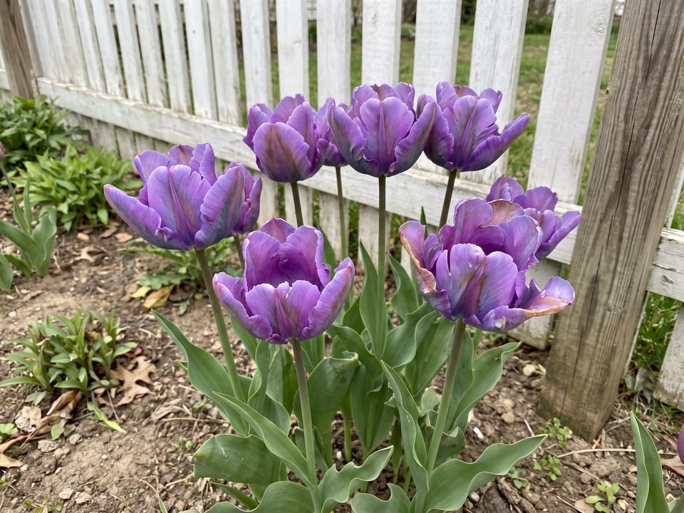 Blue Parrot tulip plants in bloom in a garden