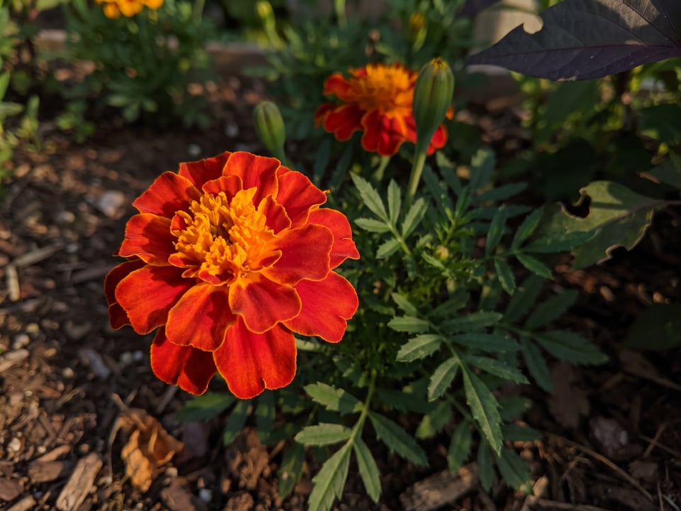 A Bonanza marigold flower up close on the plant