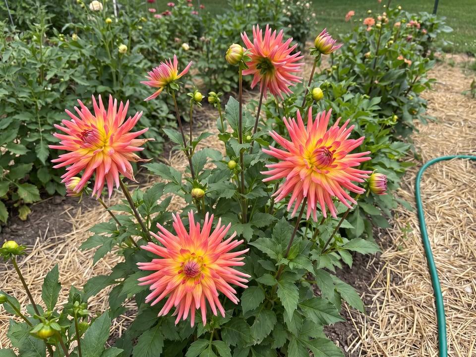 Bora Bora dahlia plants in bloom in a garden