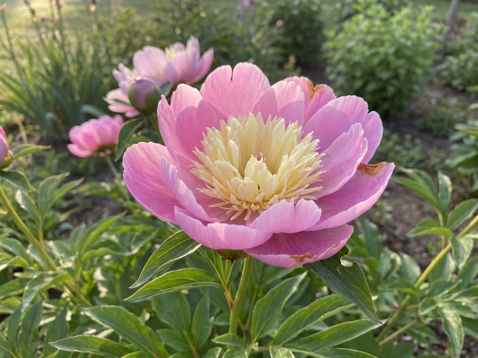 A Bowl of Beauty peony flower up close on the plant