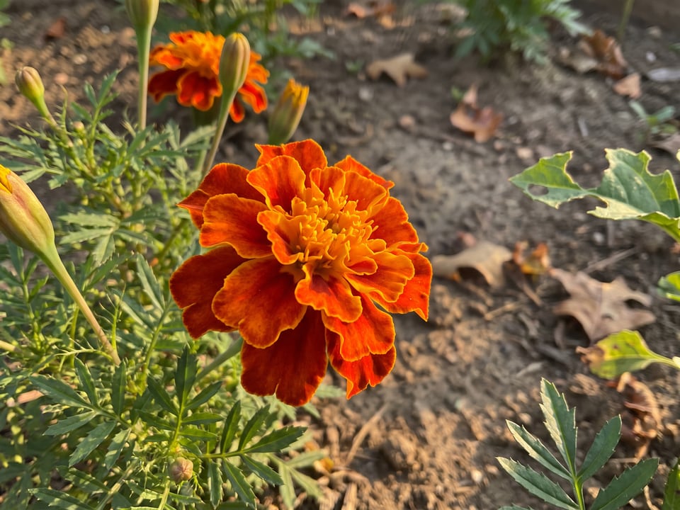 A Boy O Boy marigold flower up close on the plant