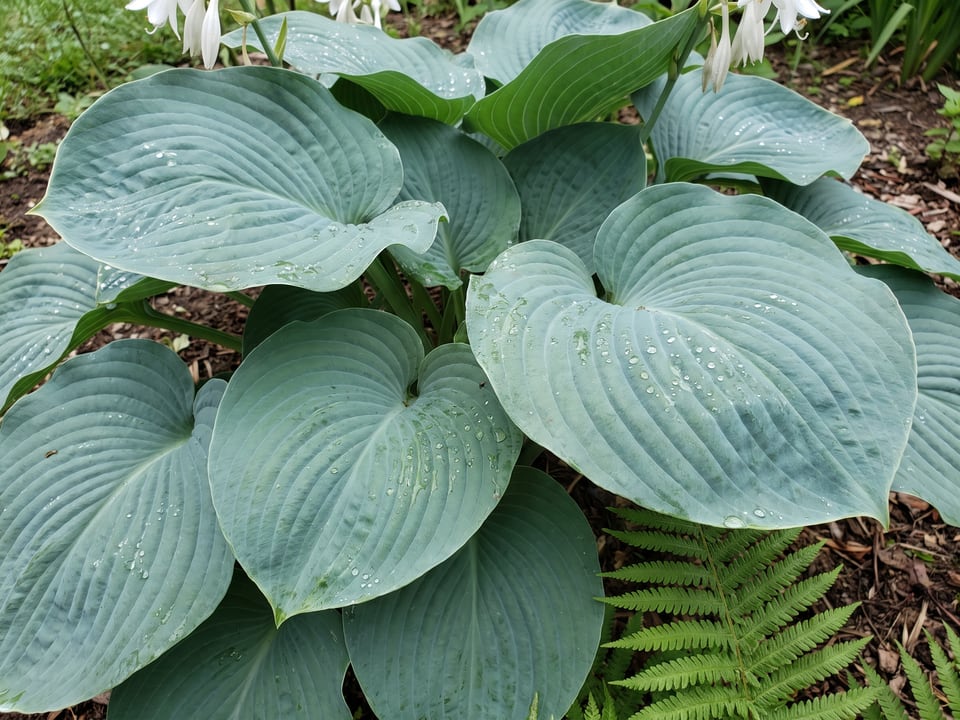 Leaves of Bressingham Blue hosta up close