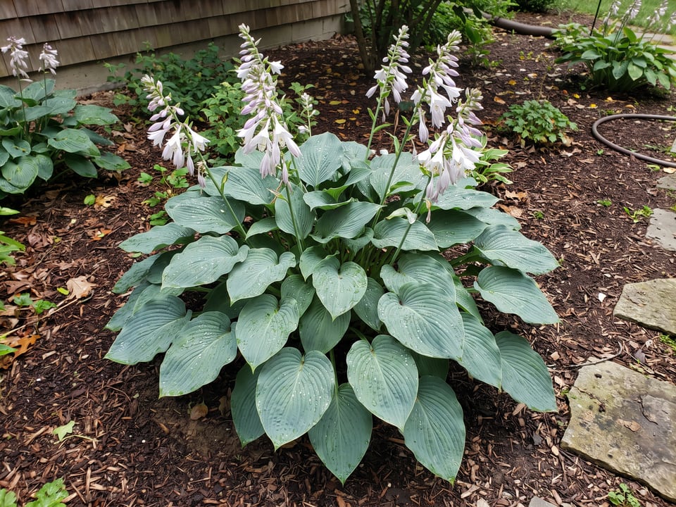 A Bressingham Blue hosta clump growing in a shade garden