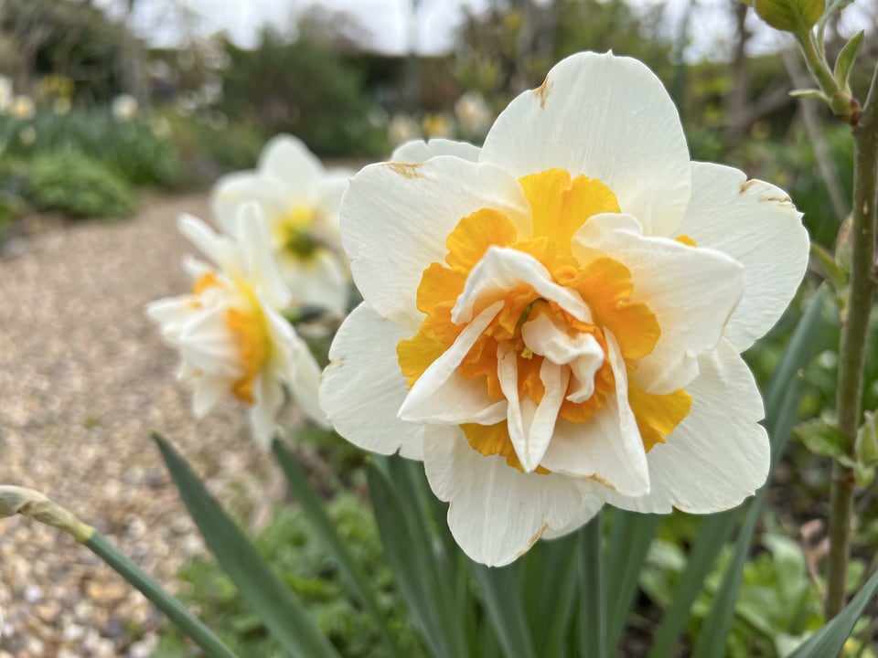 A Bridal Crown daffodil flower up close on the plant
