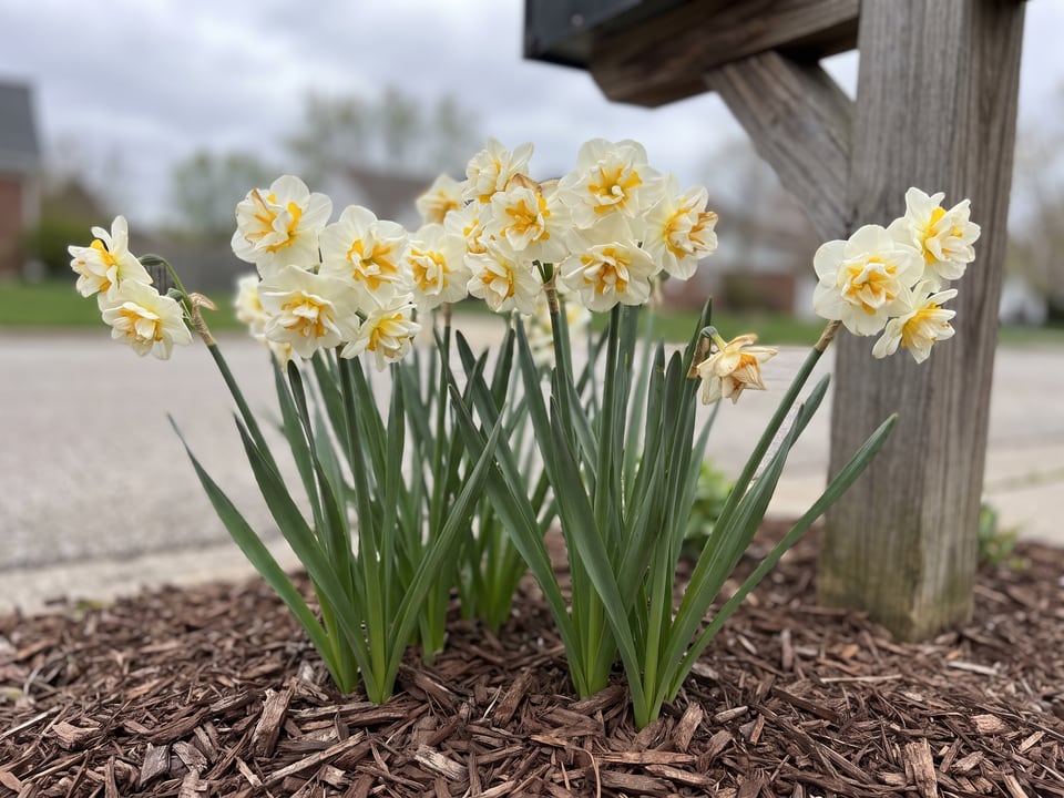 Bridal Crown daffodil plants in bloom in a garden