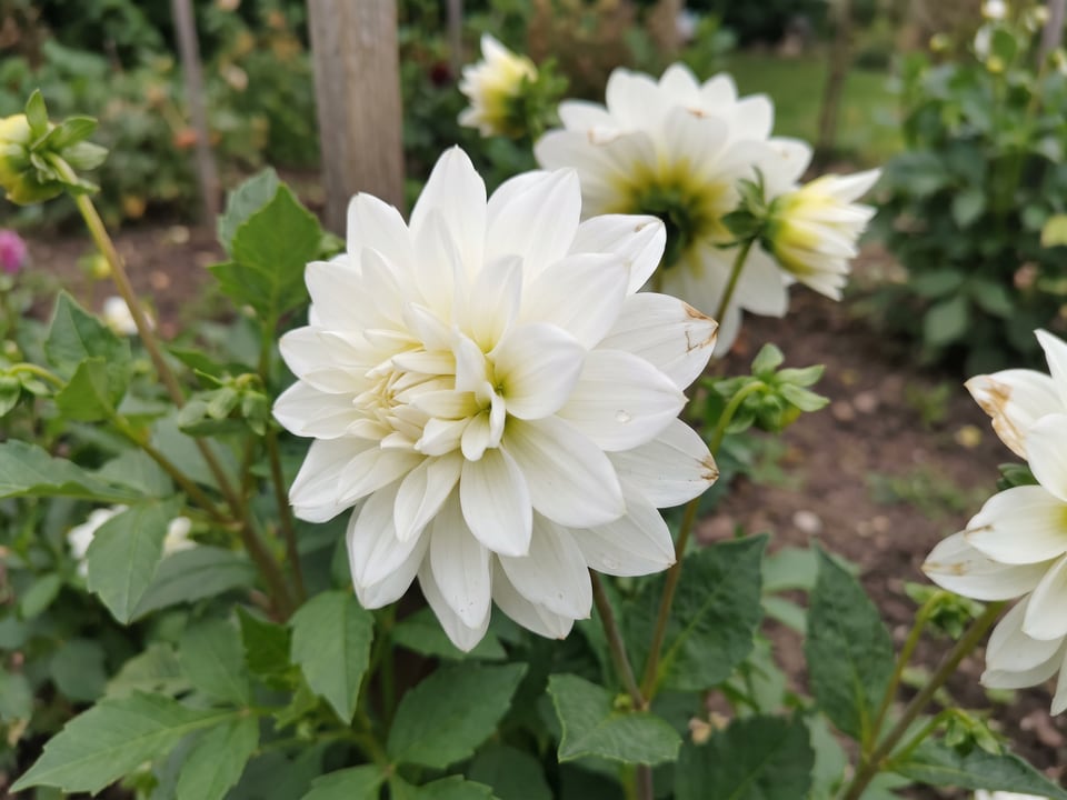 A Bride to Be dahlia flower up close on the plant