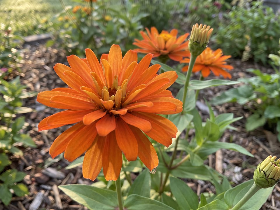 A Bright Jewels zinnia flower up close on the plant