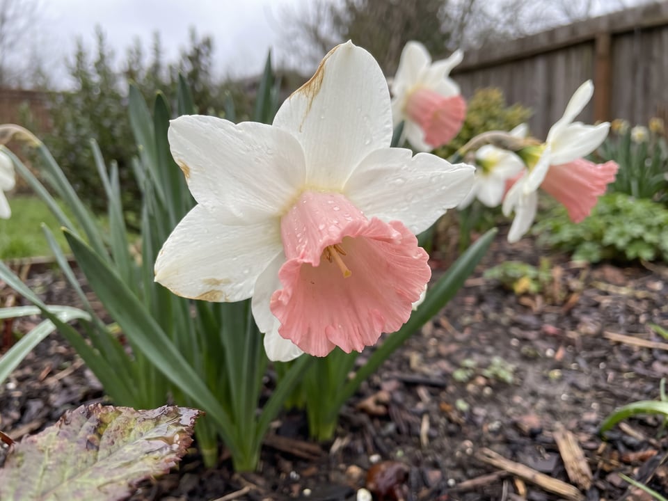 A British Gamble daffodil flower up close on the plant