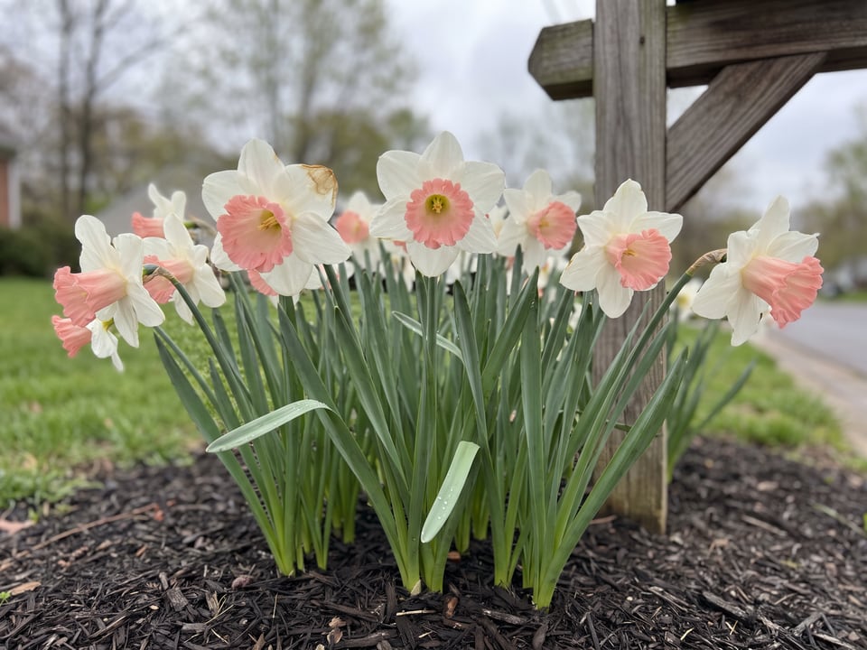British Gamble daffodil plants in bloom in a garden