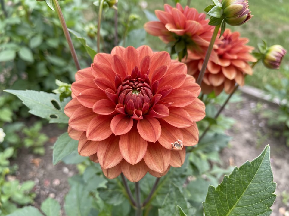A Brown Sugar dahlia flower up close on the plant