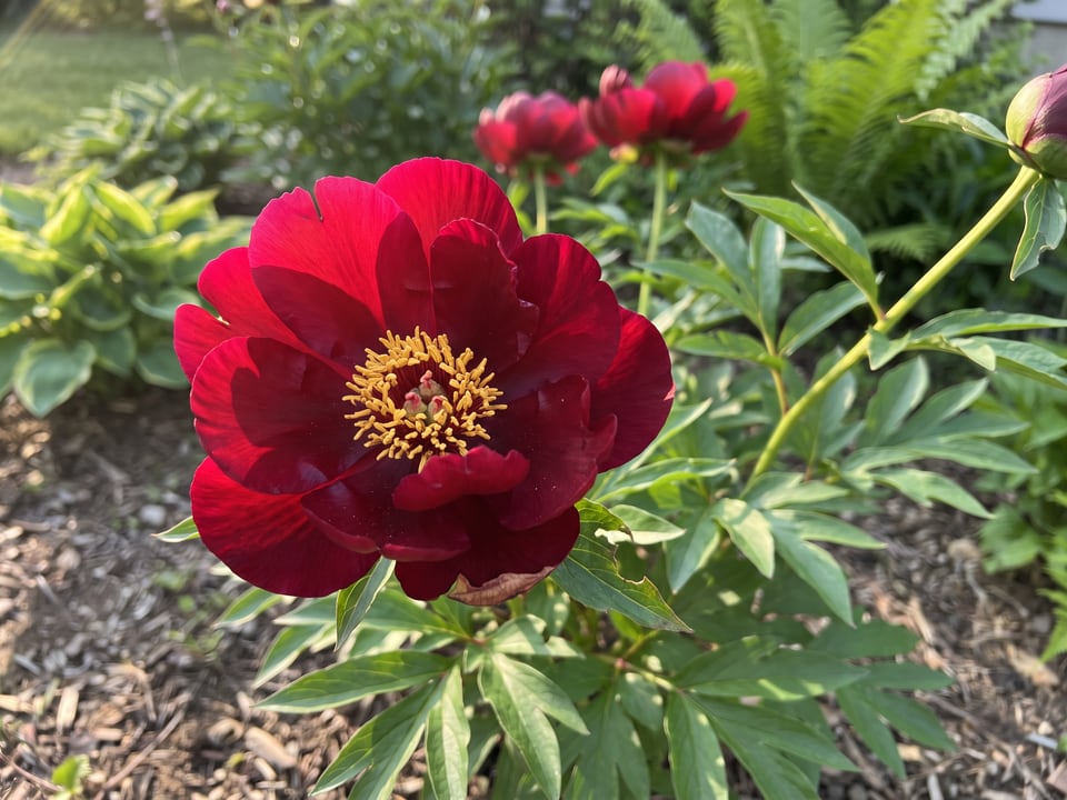 A Buckeye Belle peony flower up close on the plant