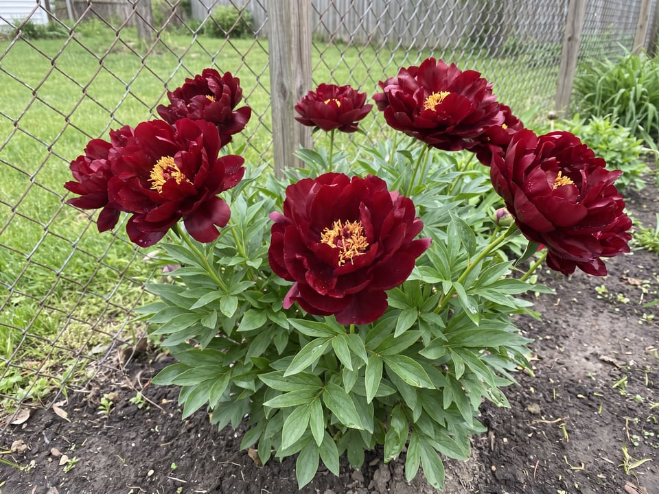 Buckeye Belle peony plants in bloom in a garden
