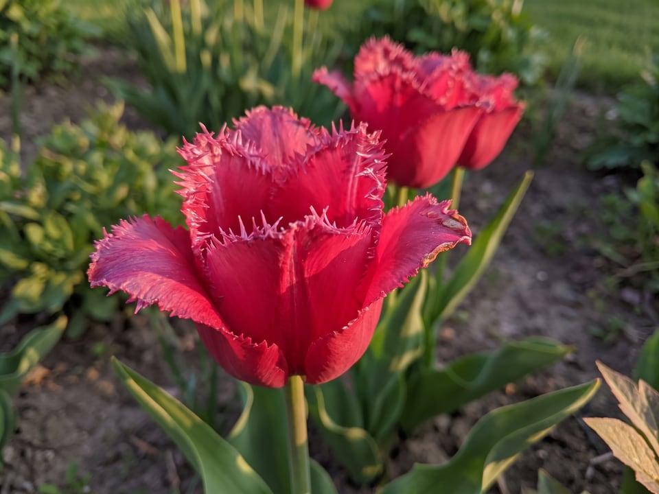 A Burgundy Lace tulip flower up close on the plant