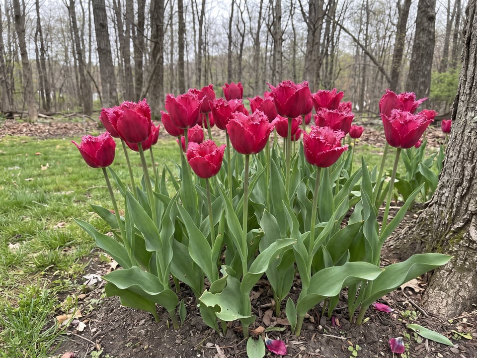 Burgundy Lace tulip plants in bloom in a garden