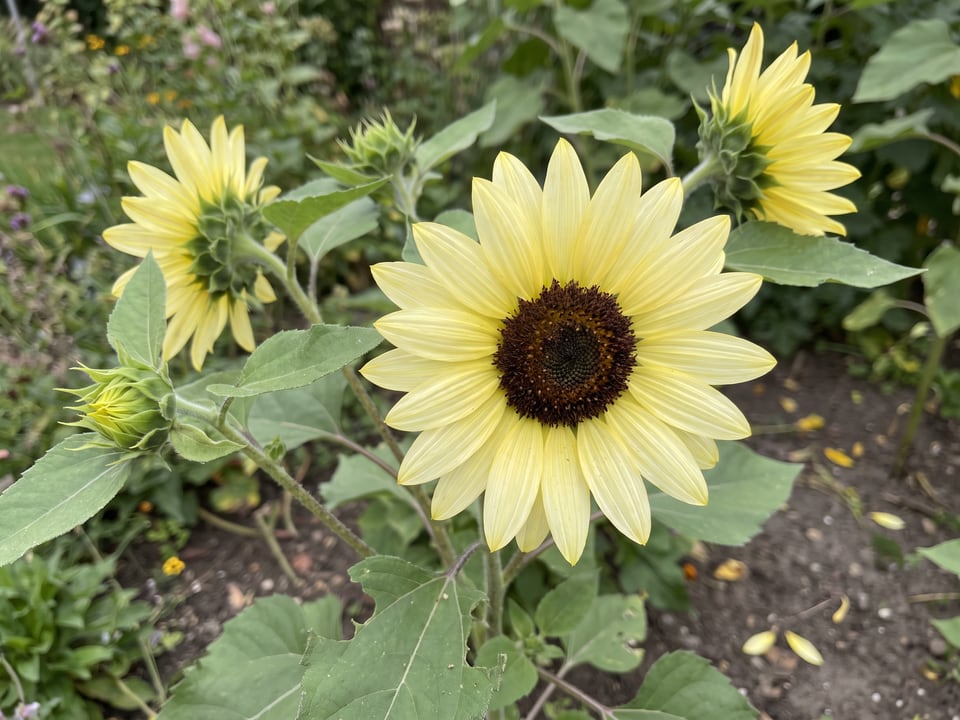 A Buttercream sunflower flower up close on the plant