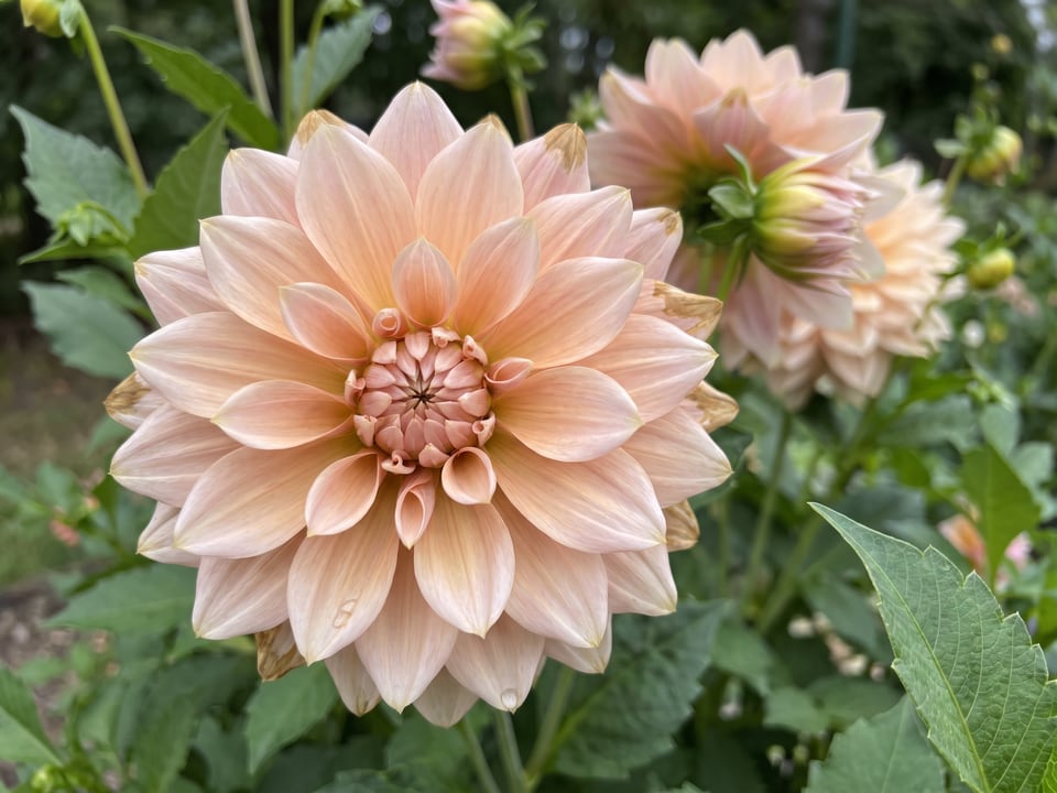 A Café au Lait dahlia flower up close on the plant