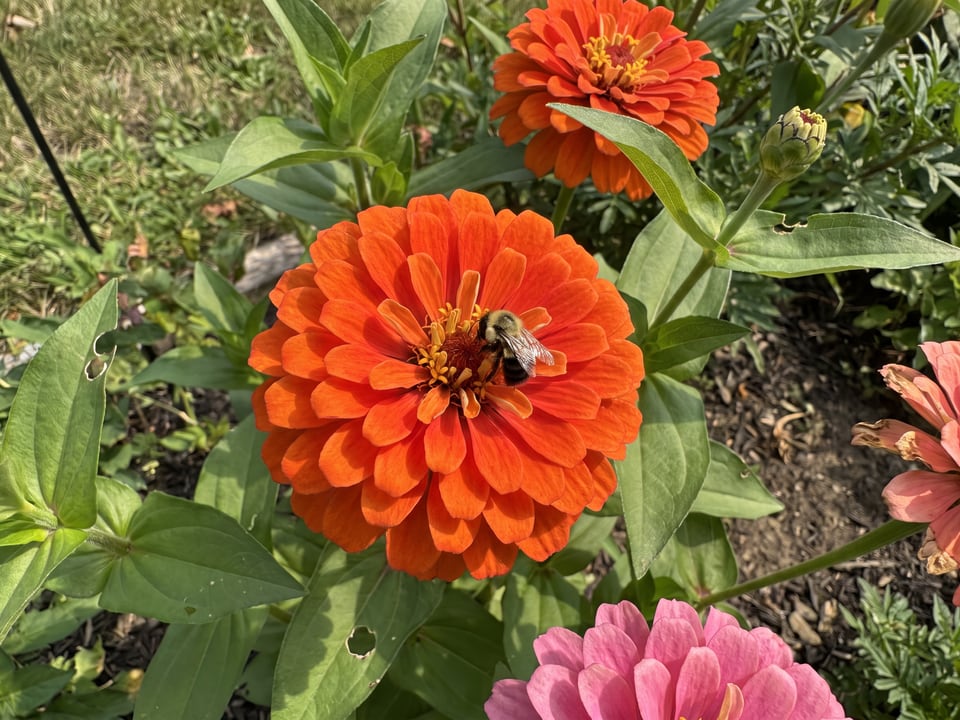 A California Giant zinnia flower up close on the plant