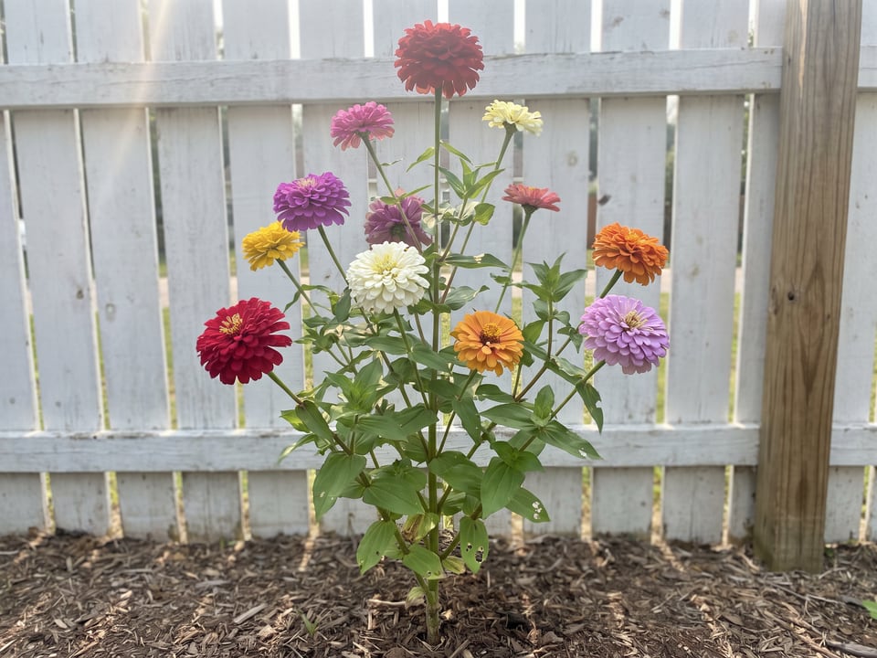 California Giant zinnia plants in bloom in a garden