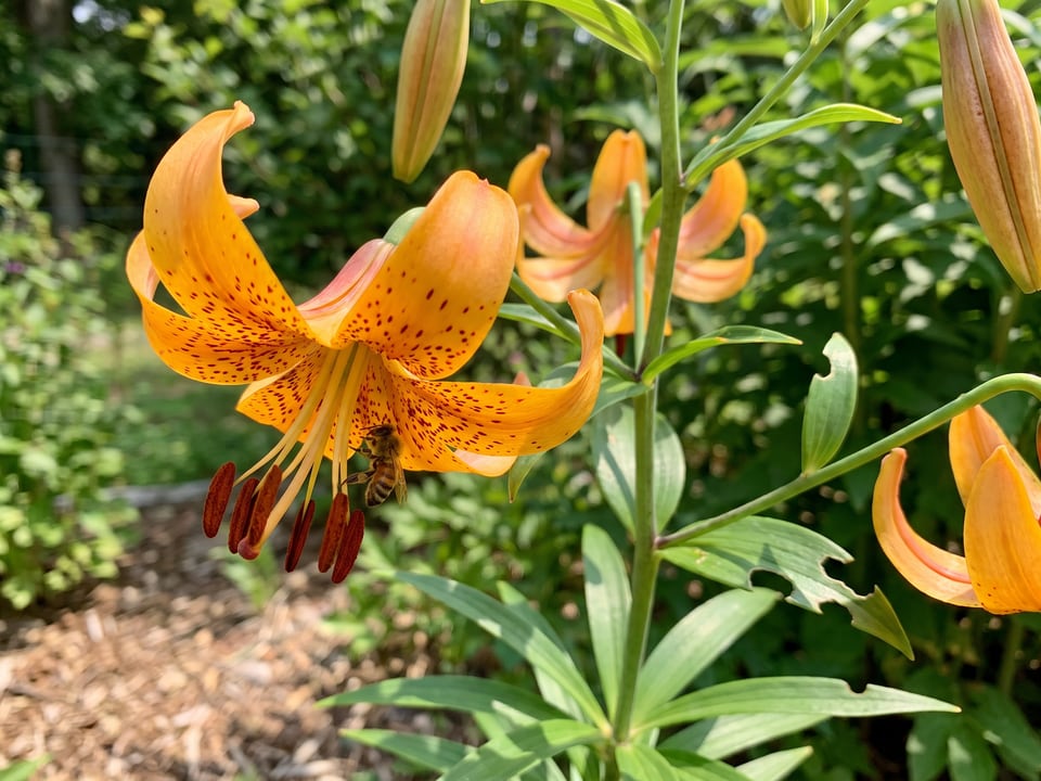 A Canada lily lily flower up close on the plant