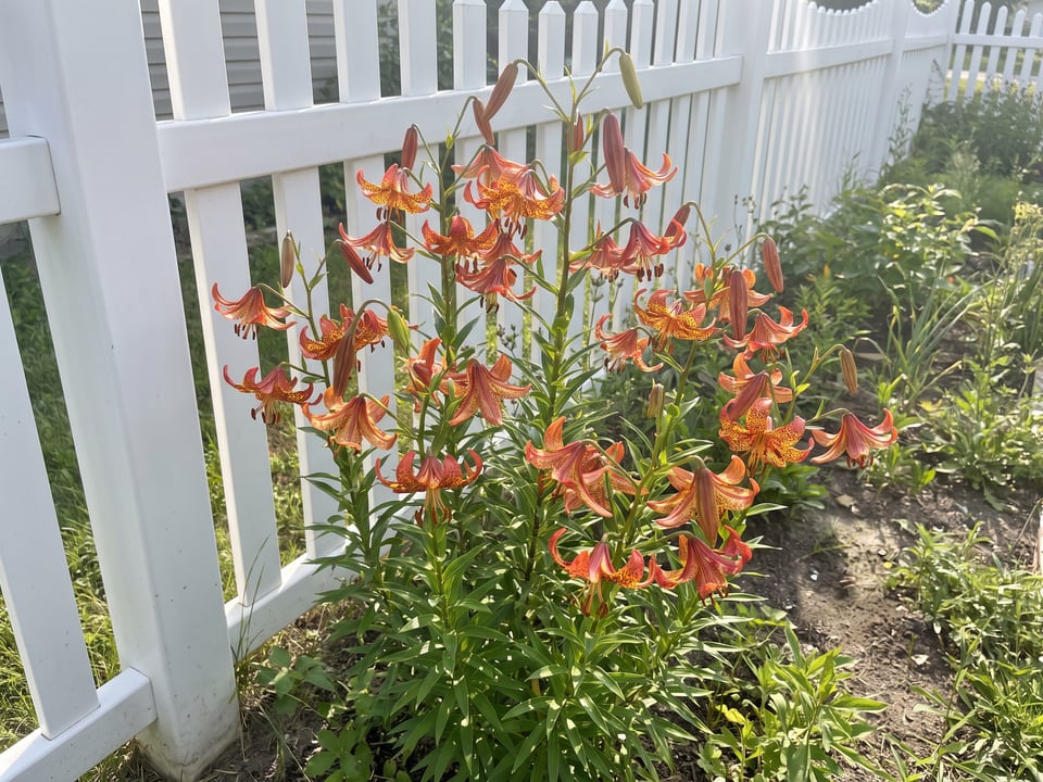 Canada lily lily plants in bloom in a garden