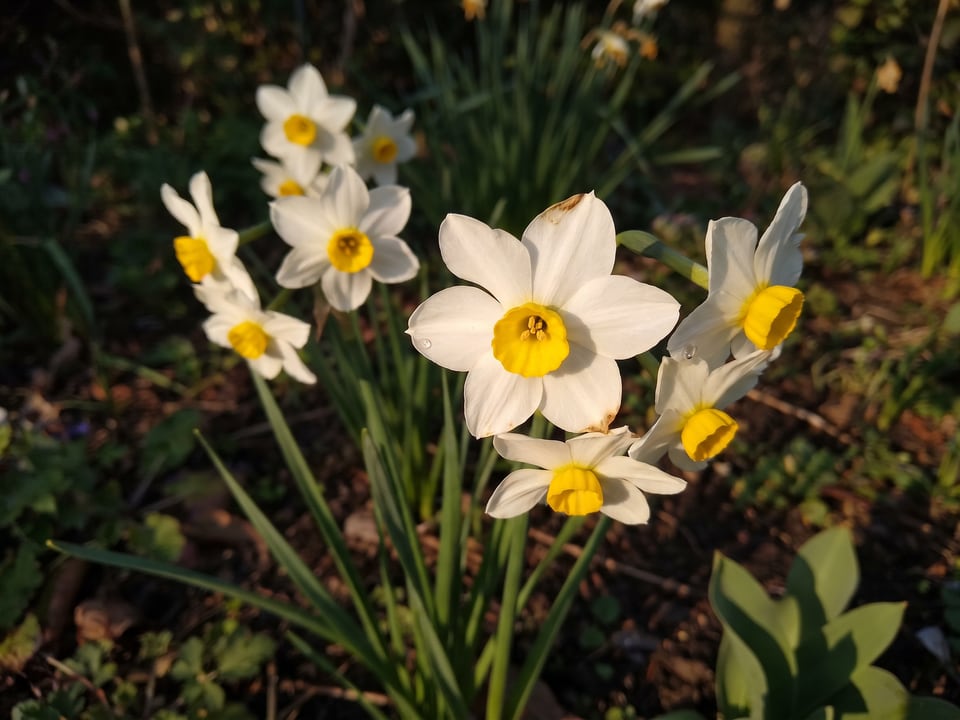 A Canaliculatus daffodil flower up close on the plant
