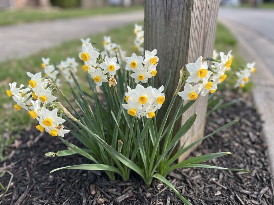 Canaliculatus daffodil plants in bloom in a garden