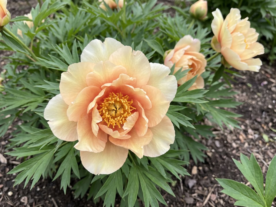 A Canary Brilliants peony flower up close on the plant