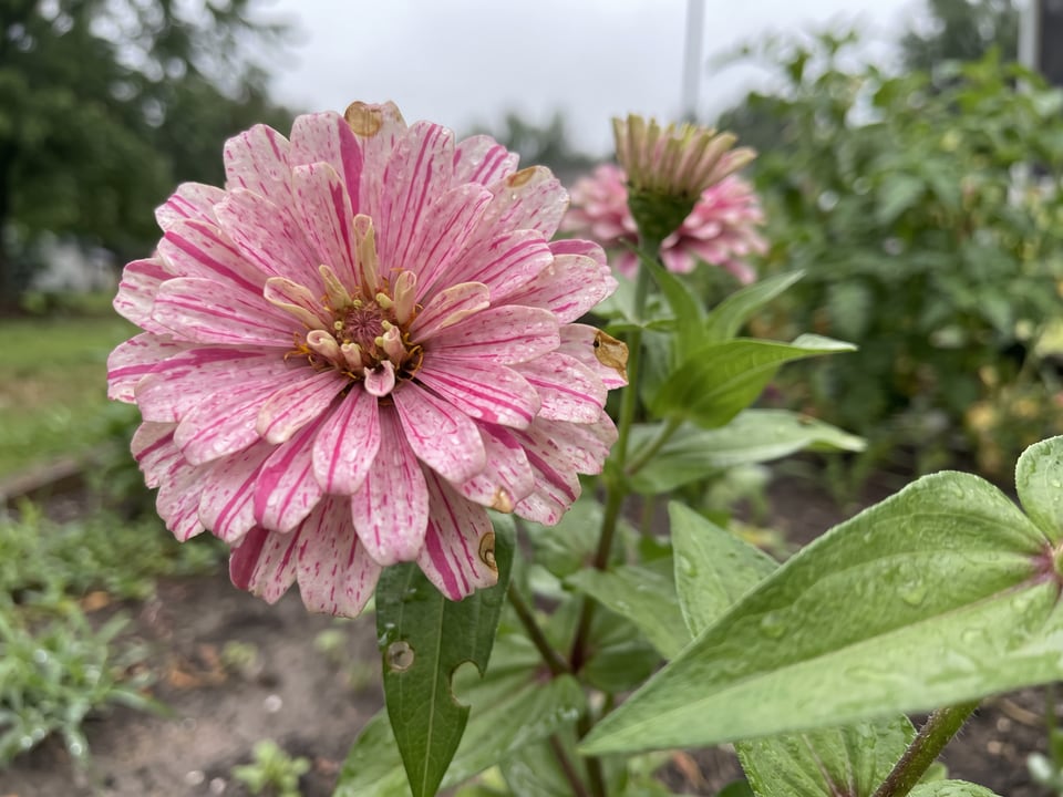 A Candy Cane zinnia flower up close on the plant