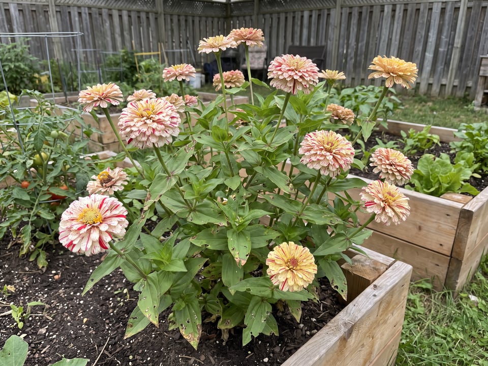 Candy Cane zinnia plants in bloom in a garden