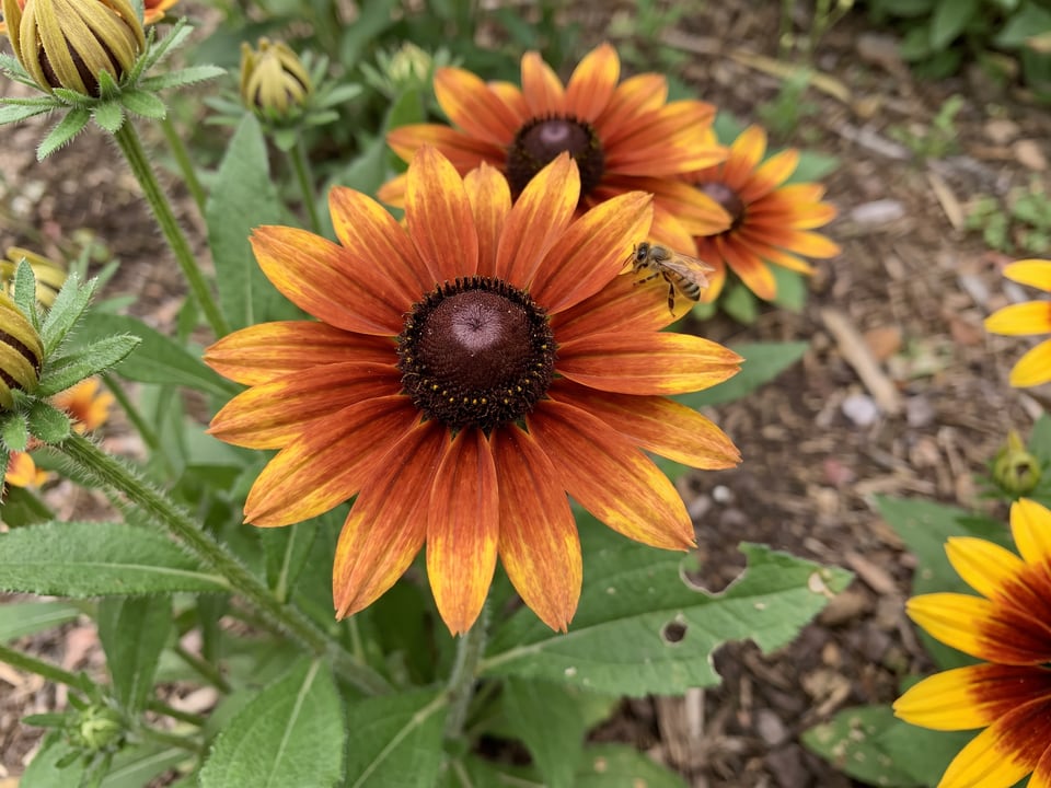 A Cappuccino black-eyed Susan flower up close on the plant