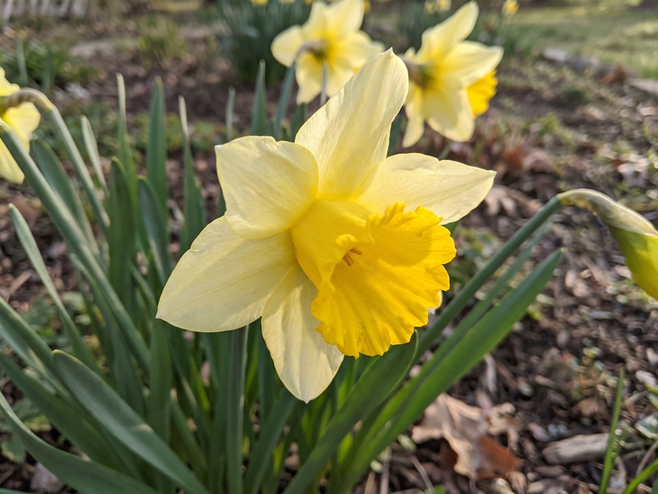 A Carlton daffodil flower up close on the plant