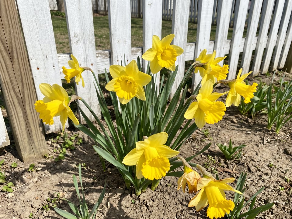 Carlton daffodil plants in bloom in a garden