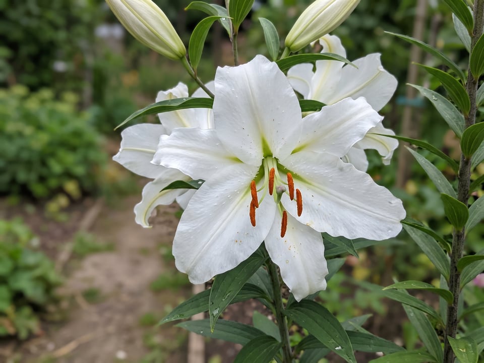 A Casa Blanca lily flower up close on the plant