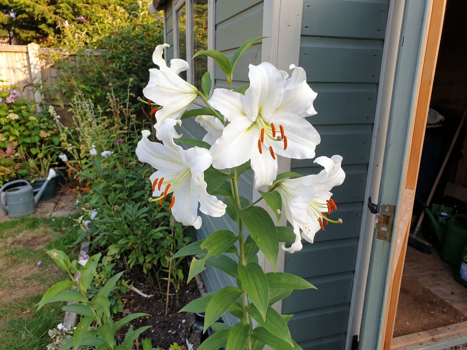 Casa Blanca lily plants in bloom in a garden