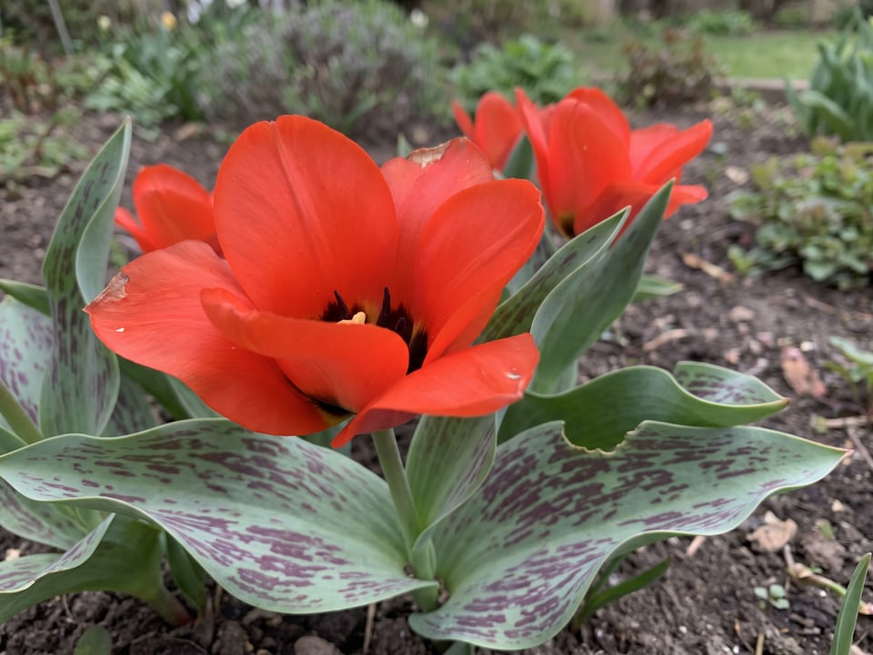 A Casa Grande tulip flower up close on the plant