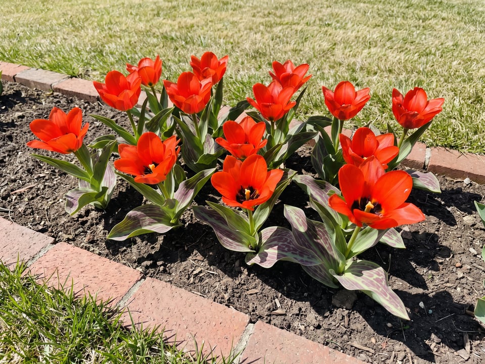 Casa Grande tulip plants in bloom in a garden