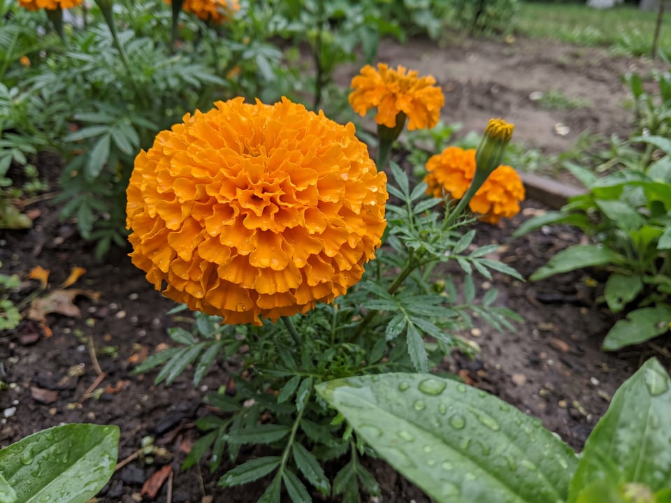 A Cempasúchil marigold flower up close on the plant