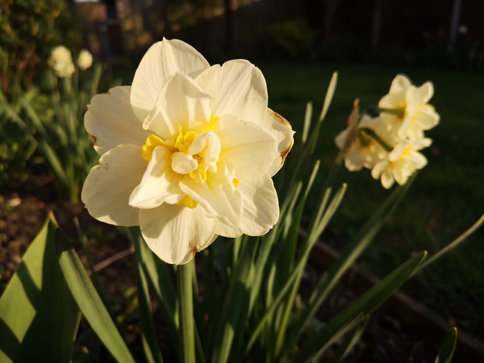 A Cheerfulness daffodil flower up close on the plant