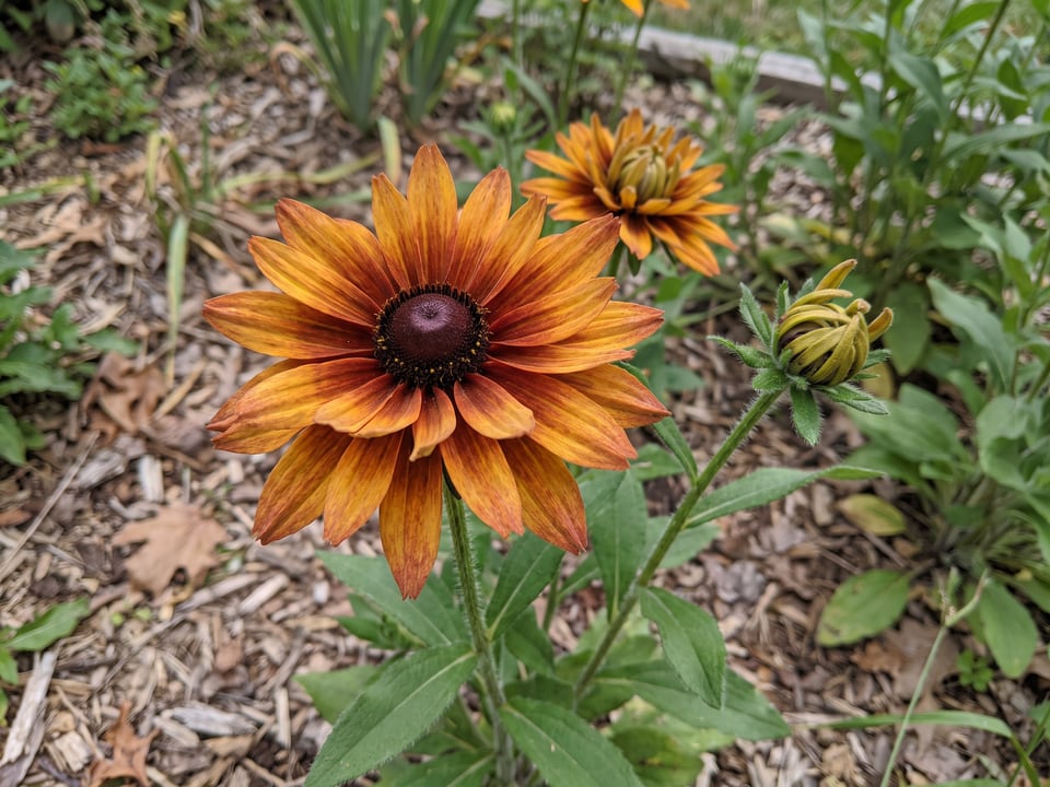 A Cherokee Sunset black-eyed Susan flower up close on the plant