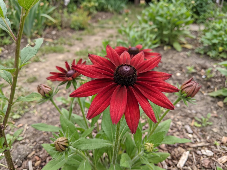 A Cherry Brandy black-eyed Susan flower up close on the plant