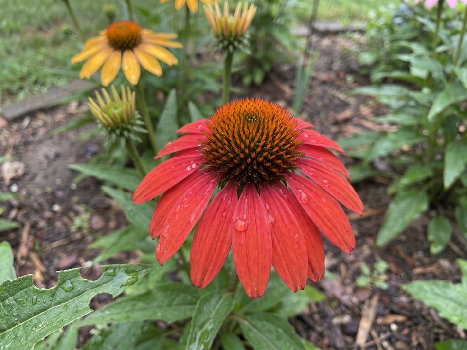 A Cheyenne Spirit coneflower flower up close on the plant