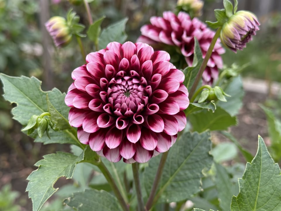 A Chick A Dee dahlia flower up close on the plant