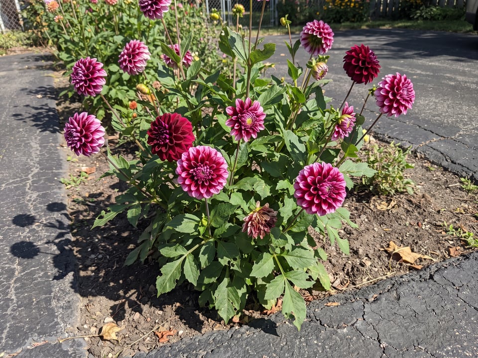 Chick A Dee dahlia plants in bloom in a garden