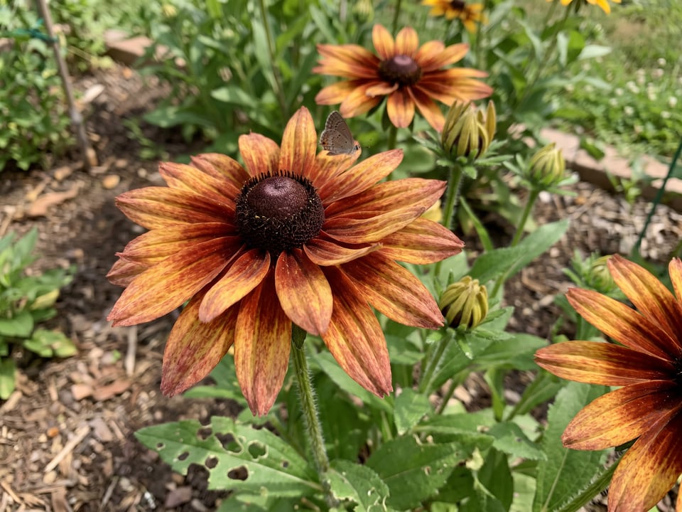 A Chim Chiminee black-eyed Susan flower up close on the plant