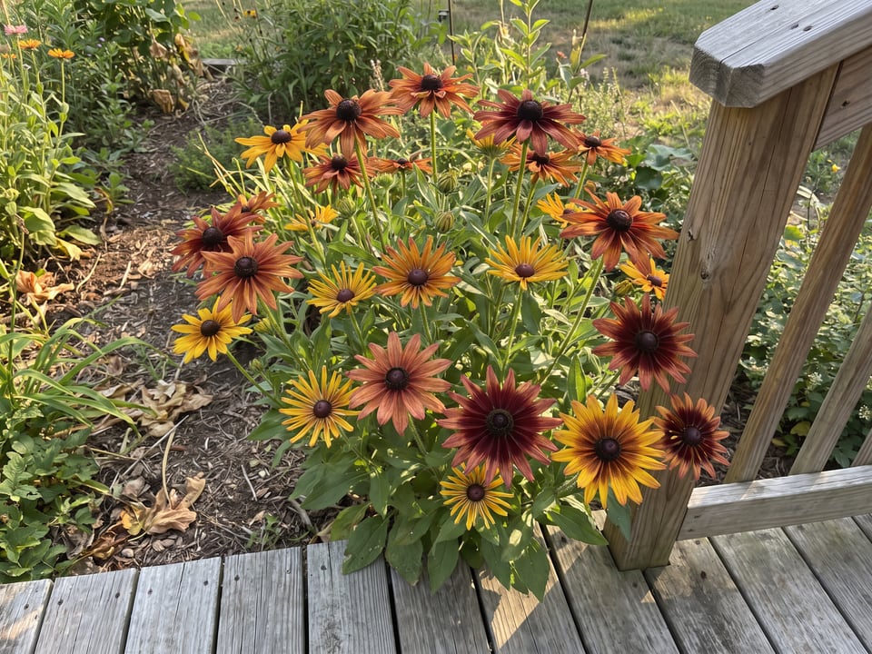 Chim Chiminee black-eyed Susan plants in bloom in a garden