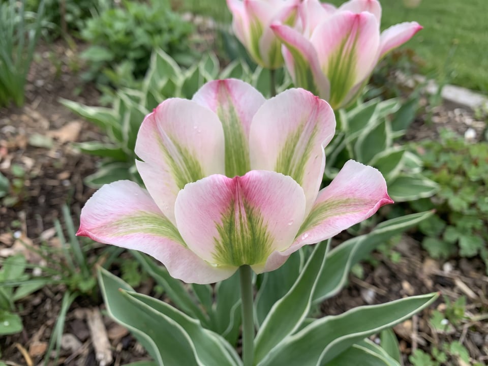 A China Town tulip flower up close on the plant