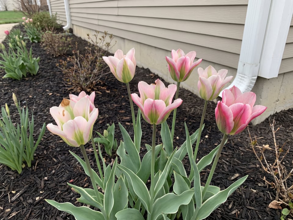 China Town tulip plants in bloom in a garden