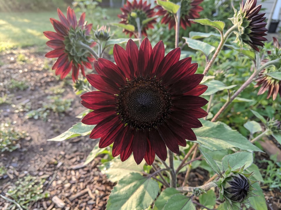 A Chocolate Cherry sunflower flower up close on the plant